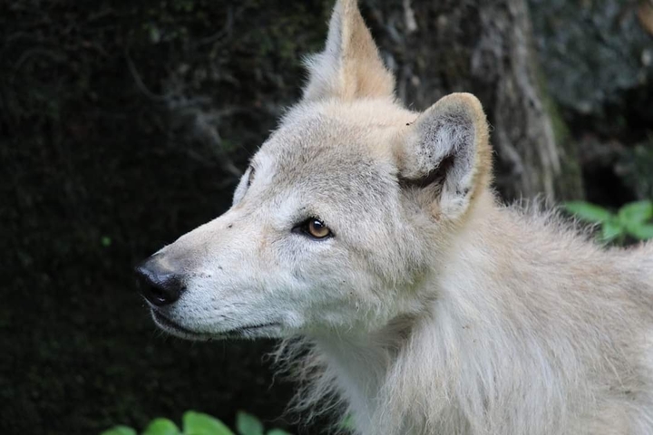 white Wolf