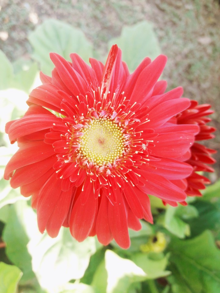 A7 click