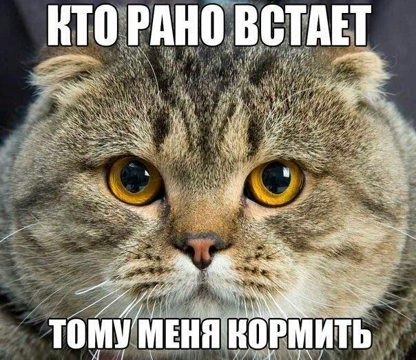 рано встаёт