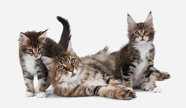 Chats