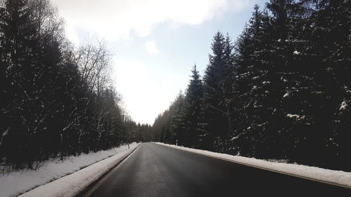 forest & snow