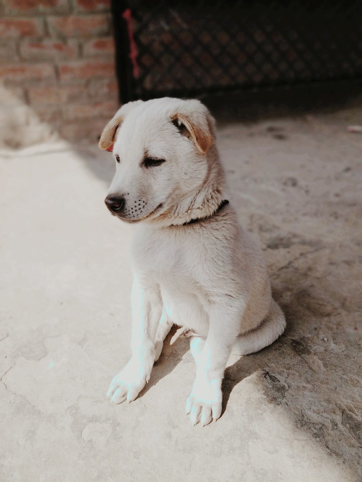 dog