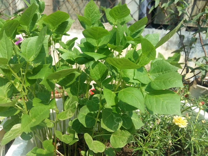 Green bean trees