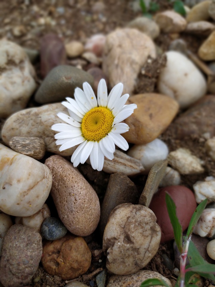 the daisy