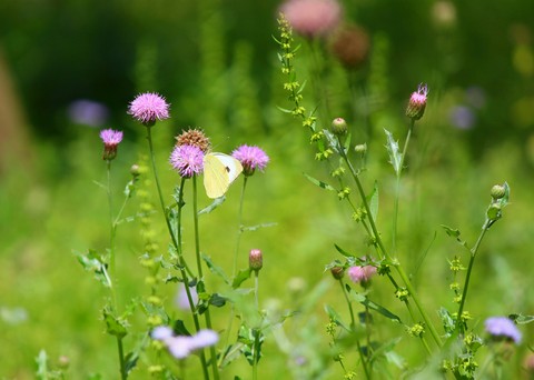 flowers & butterfly Awesome
