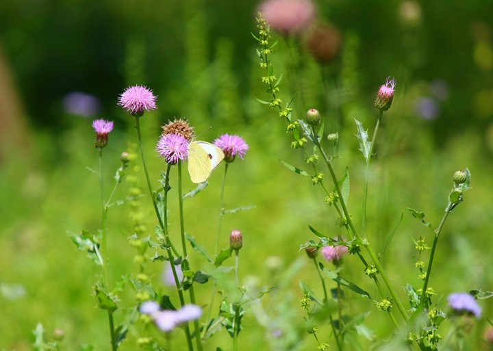 flowers & butterfly Awesome