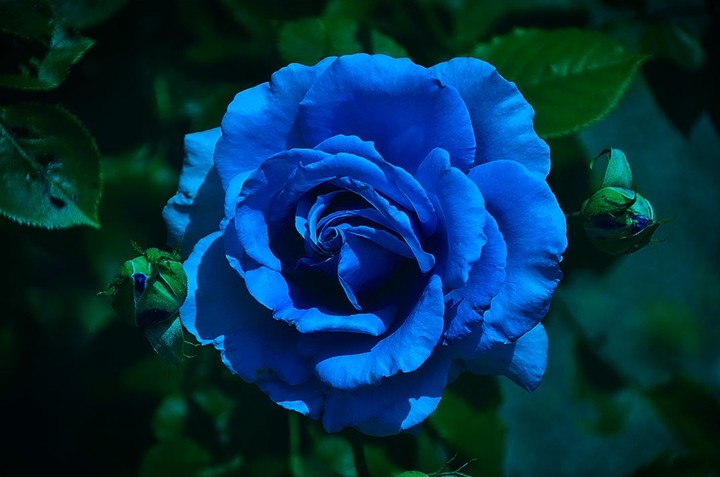 Roses