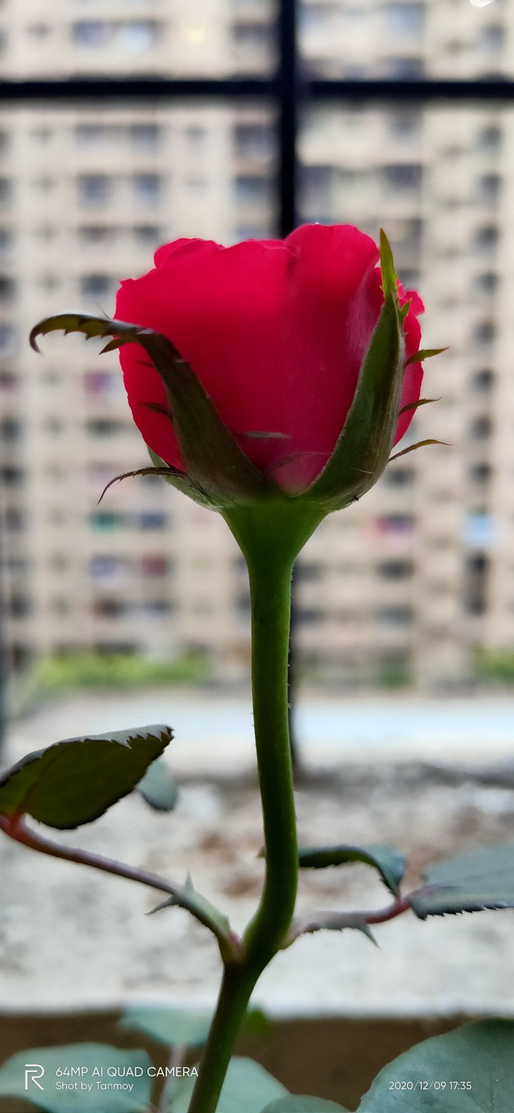 Rose Flower