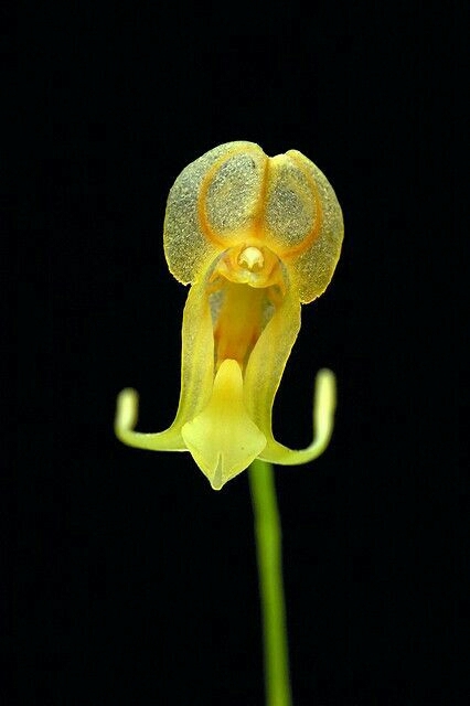 Orchid