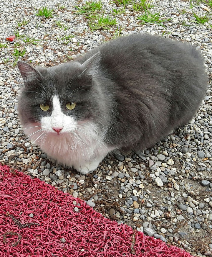 gato