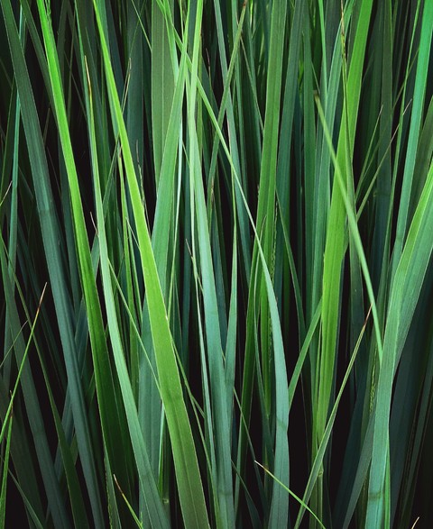 green sea