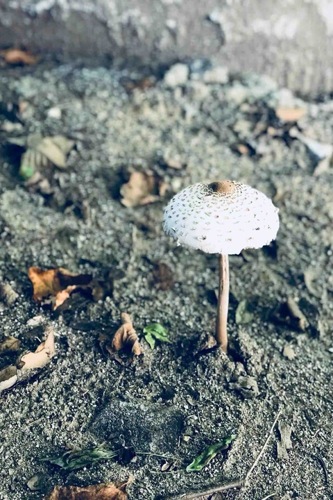 sfondi plant, mushroom