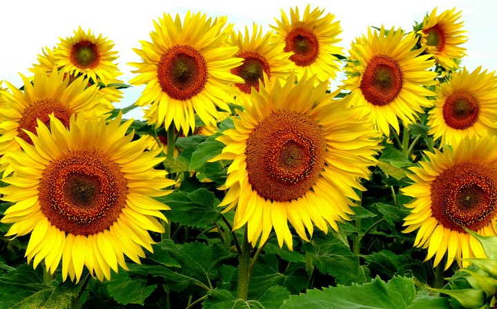 Sunflowers