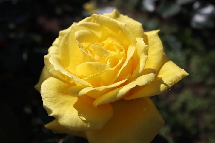 rose