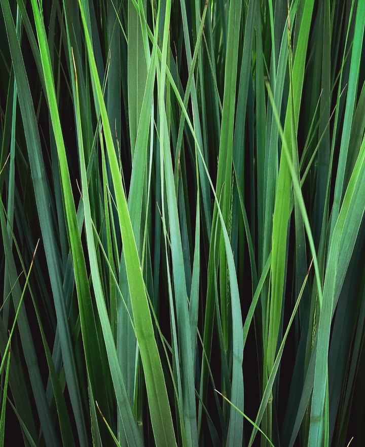 green sea