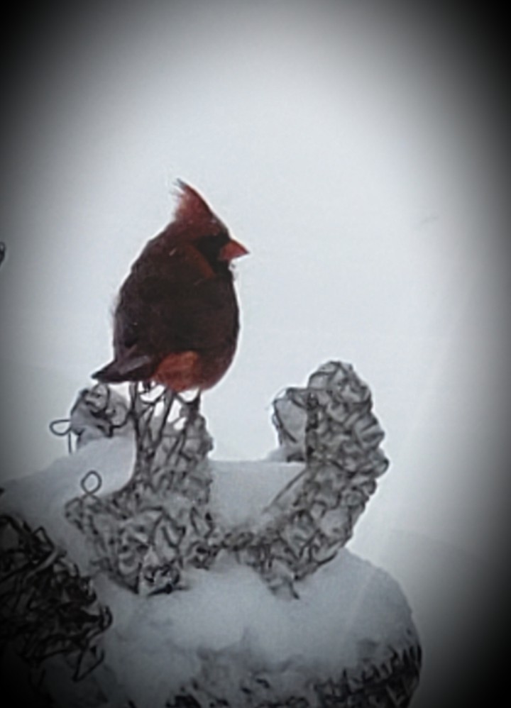 just resting for a bit in the snowstorm