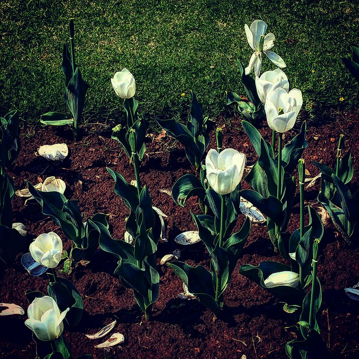 lili flower.