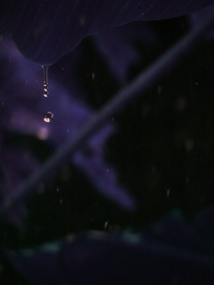 Rainy drops.