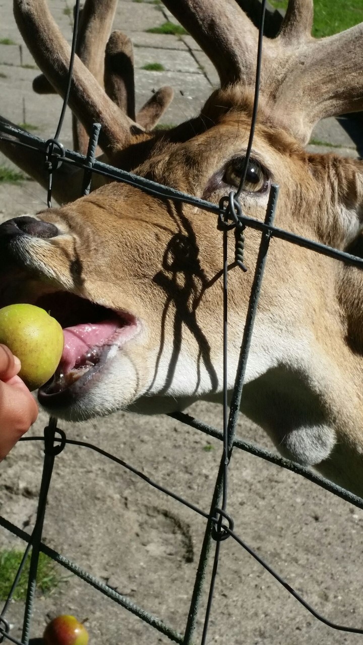 deer ♡