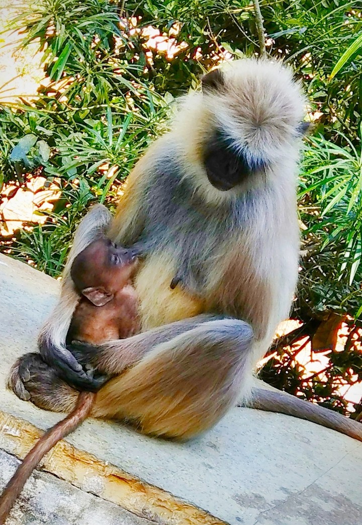 mother's love and care in animals