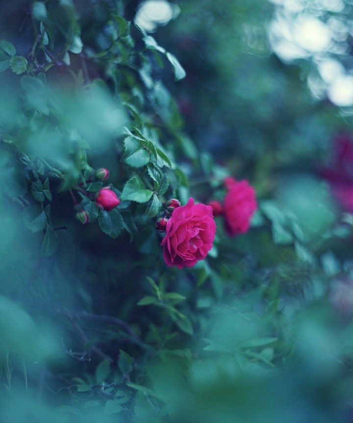Rose
