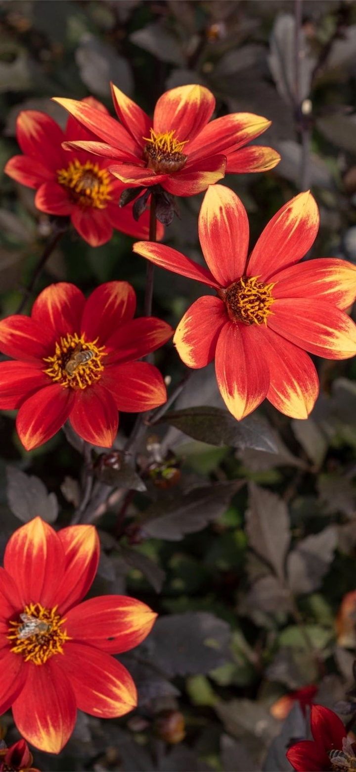 Flowers