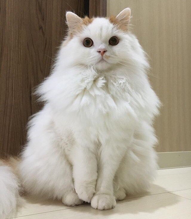 Кошка