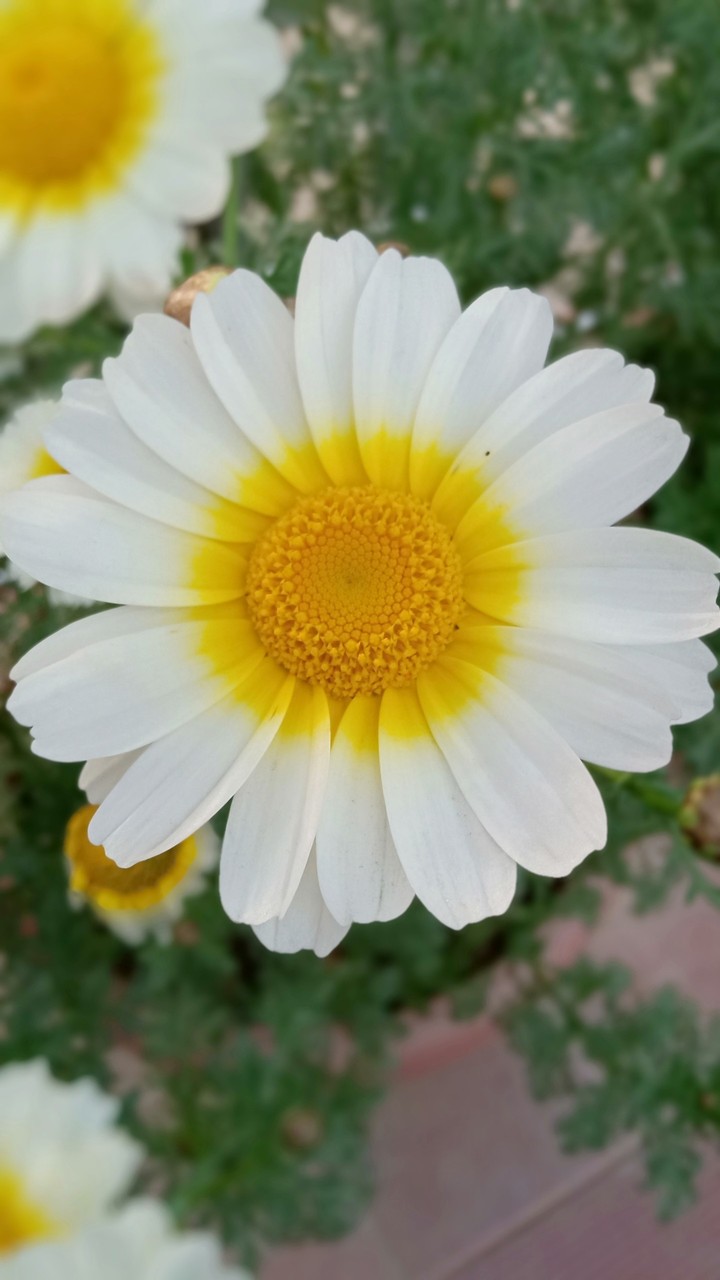 flowers