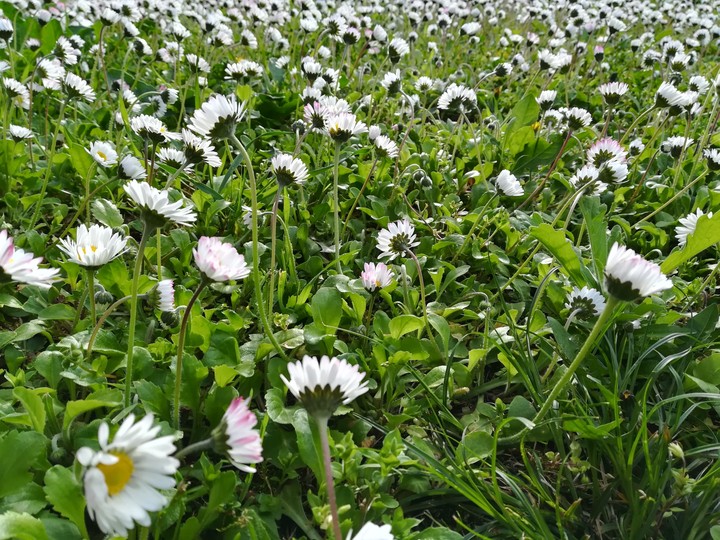 daisies ???
