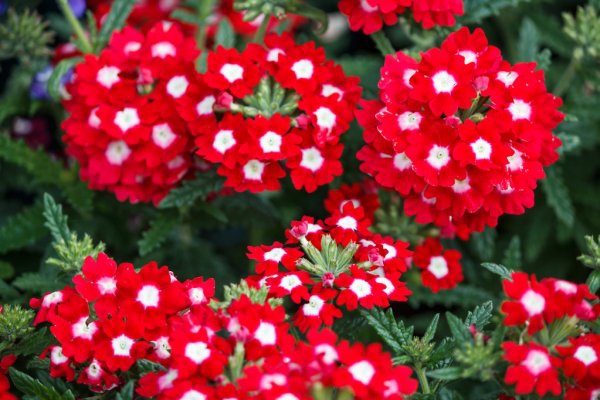 #Nature's Beauty