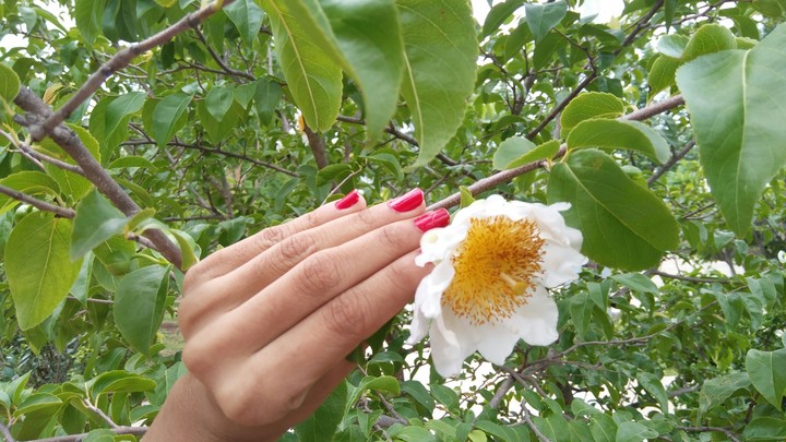 White Flower