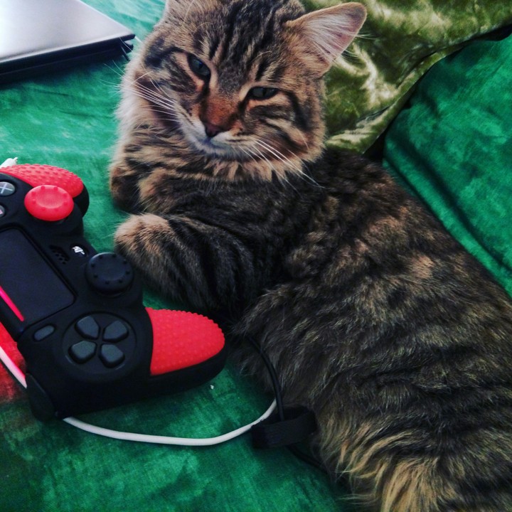 cat