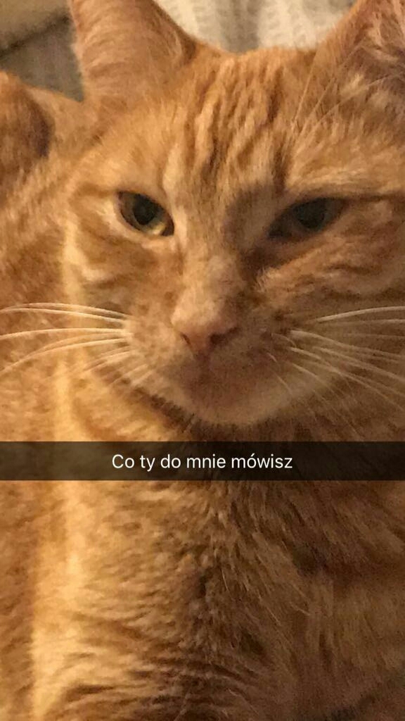 kat