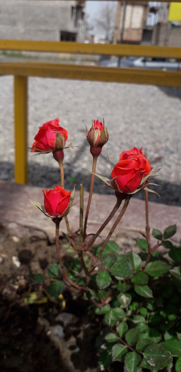 rose