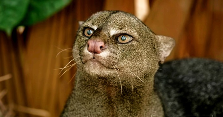 animal
