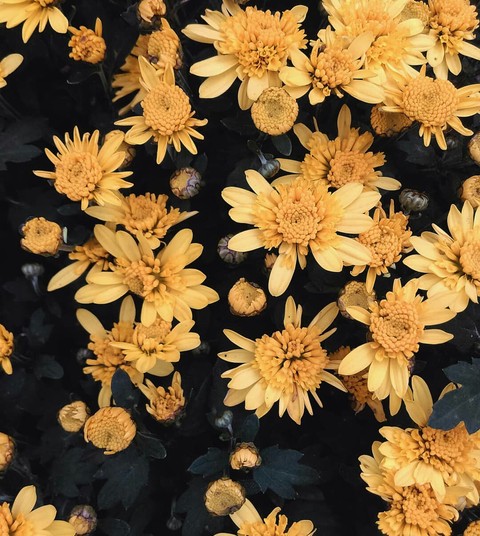 yellow flowers