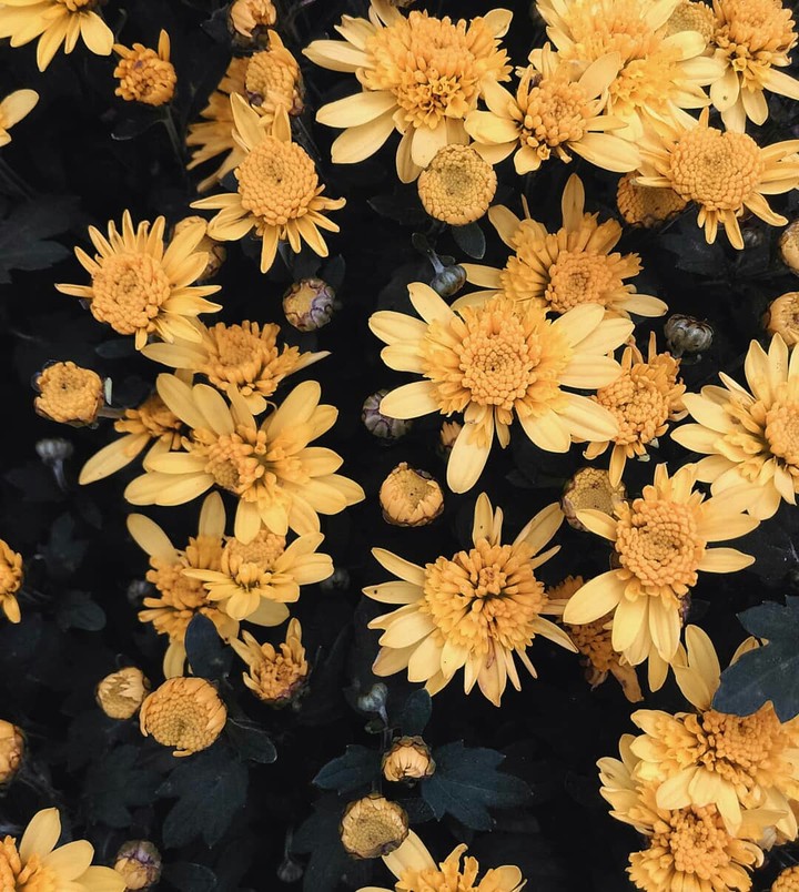 yellow flowers