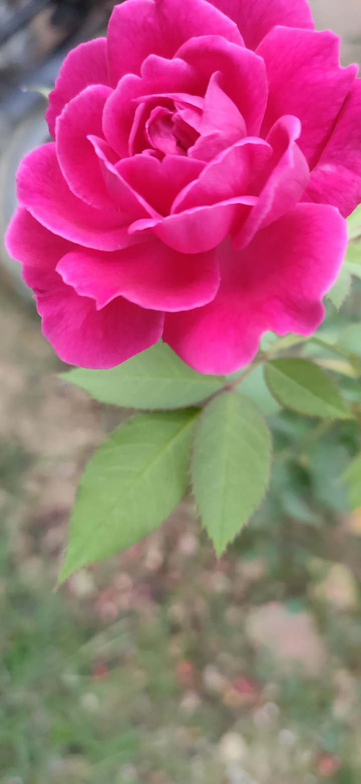 Red Rose