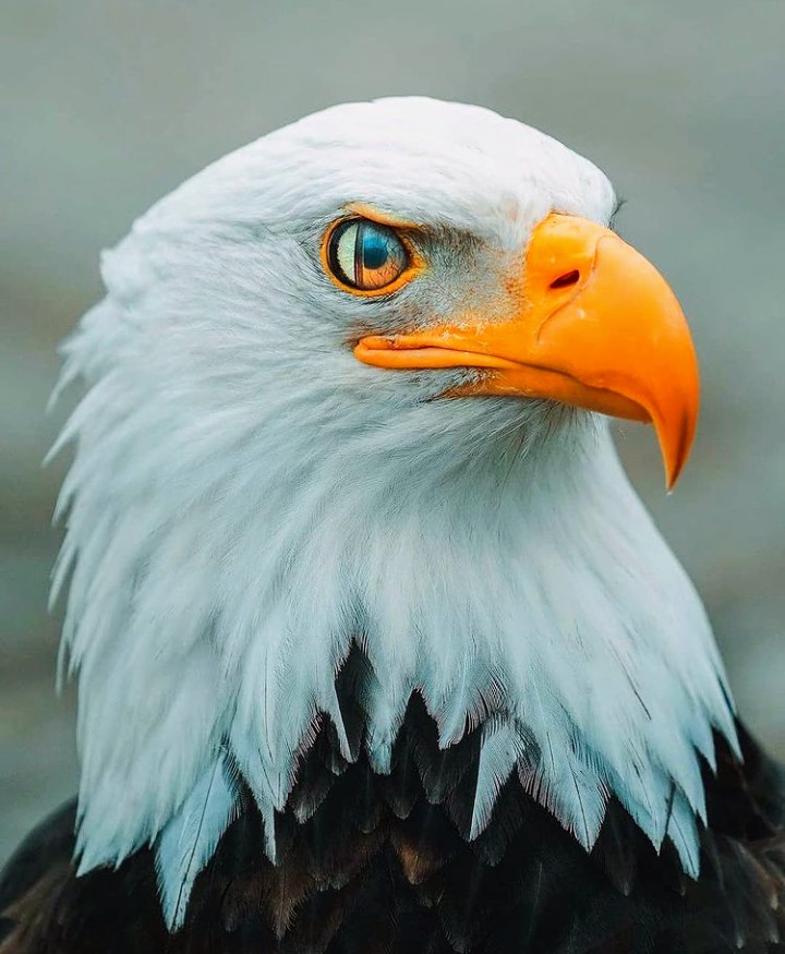 Eagle