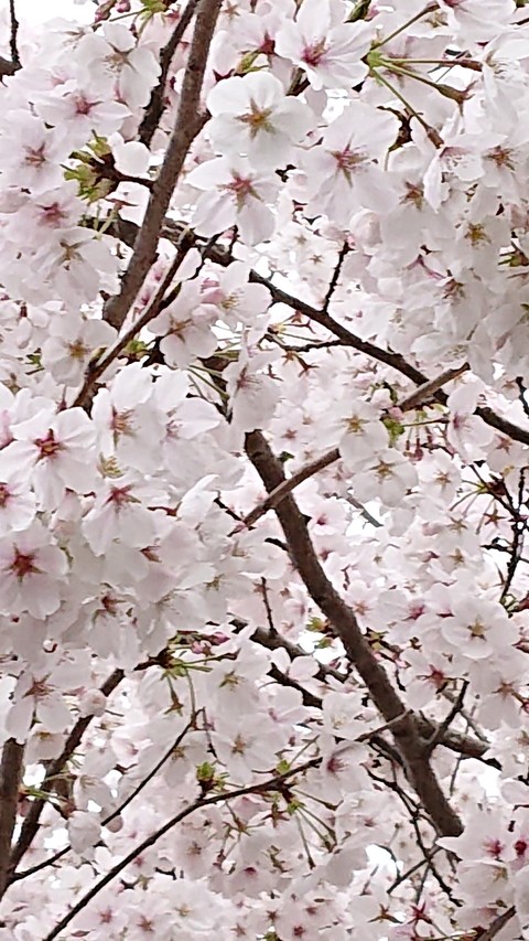 flower, spring wallpapers