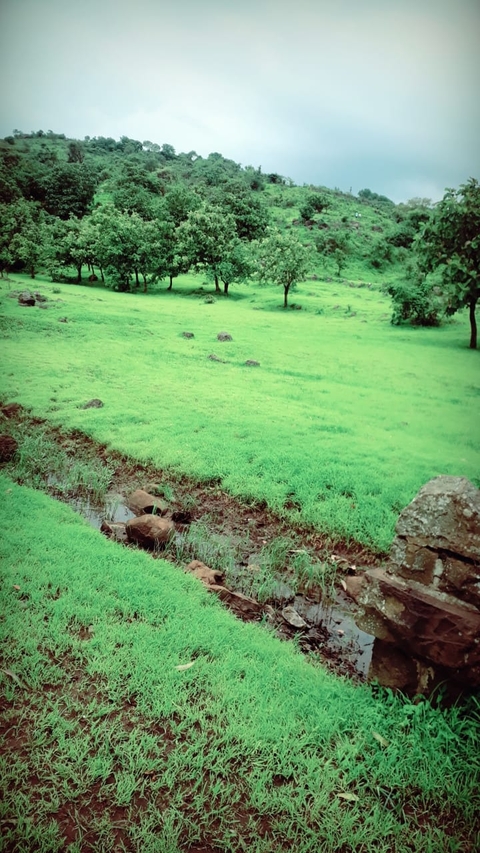 Green lands.