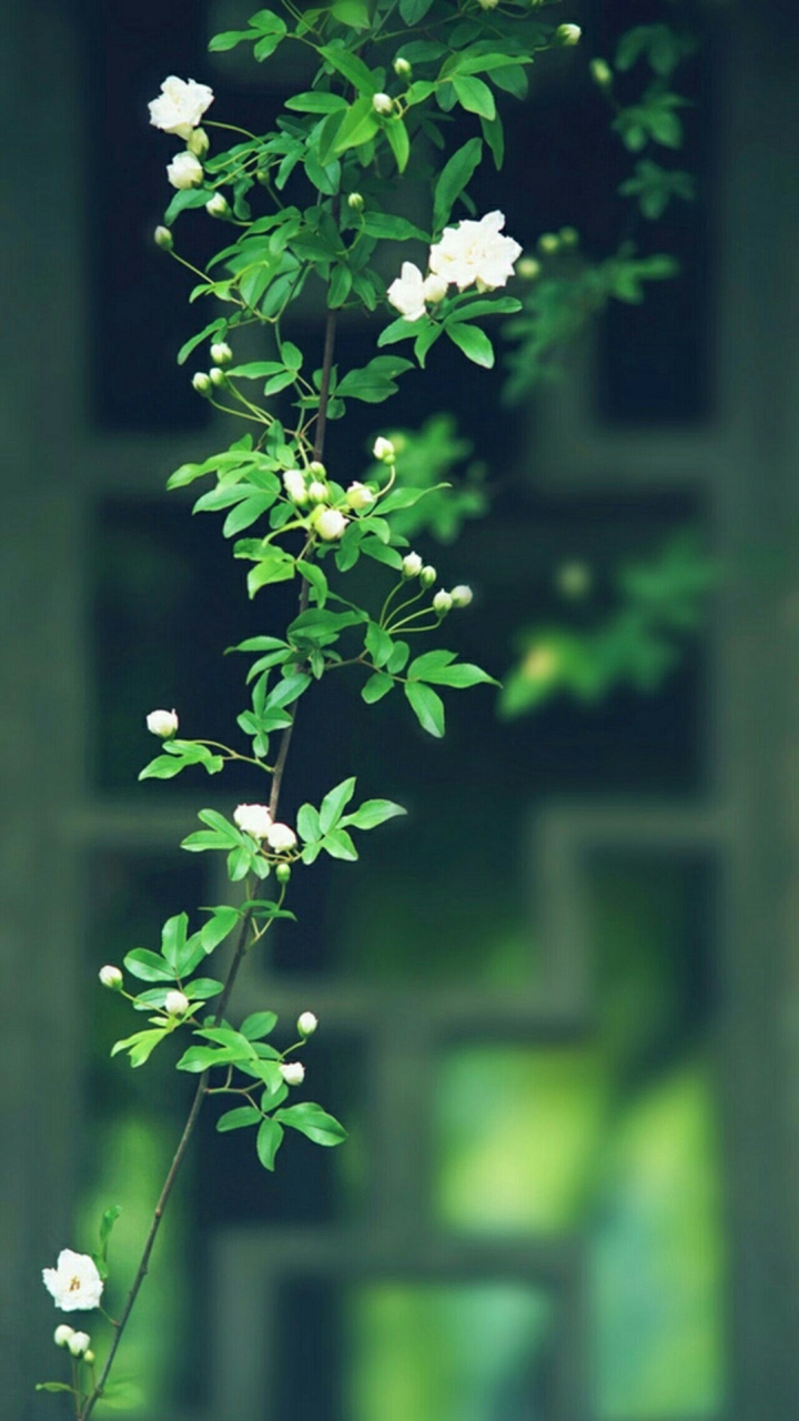 Small White flowers plant..