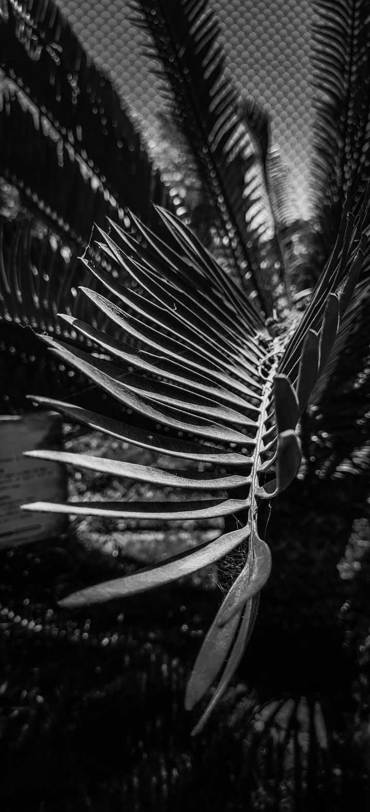 leaf