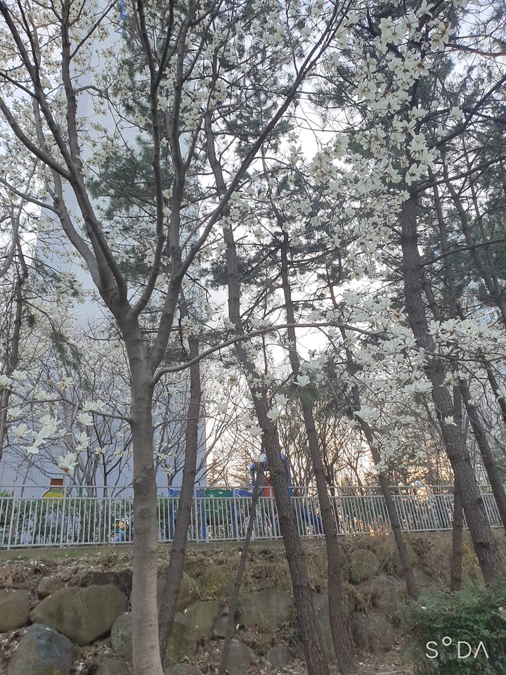spring
