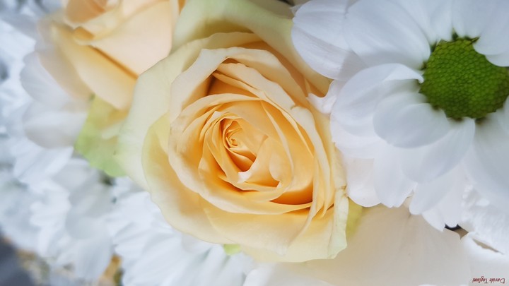 wedding time at Flora Folies Rovereto....