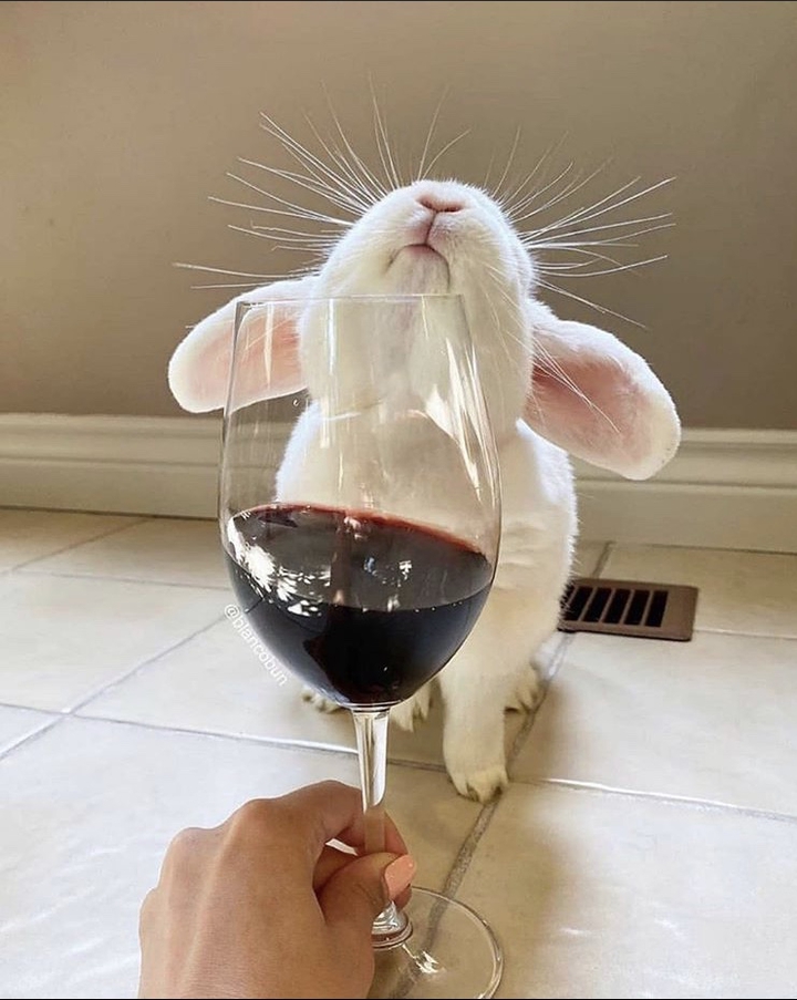 rabbit