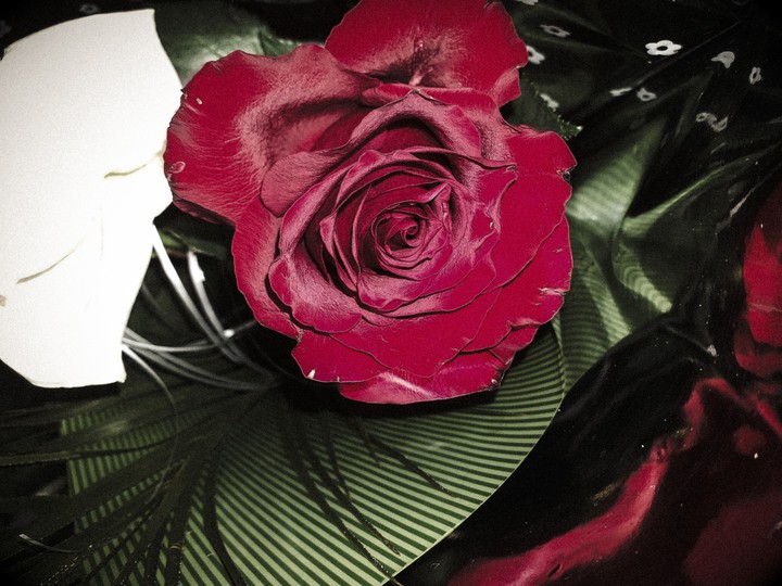 rose