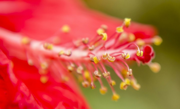 The beauty of macro