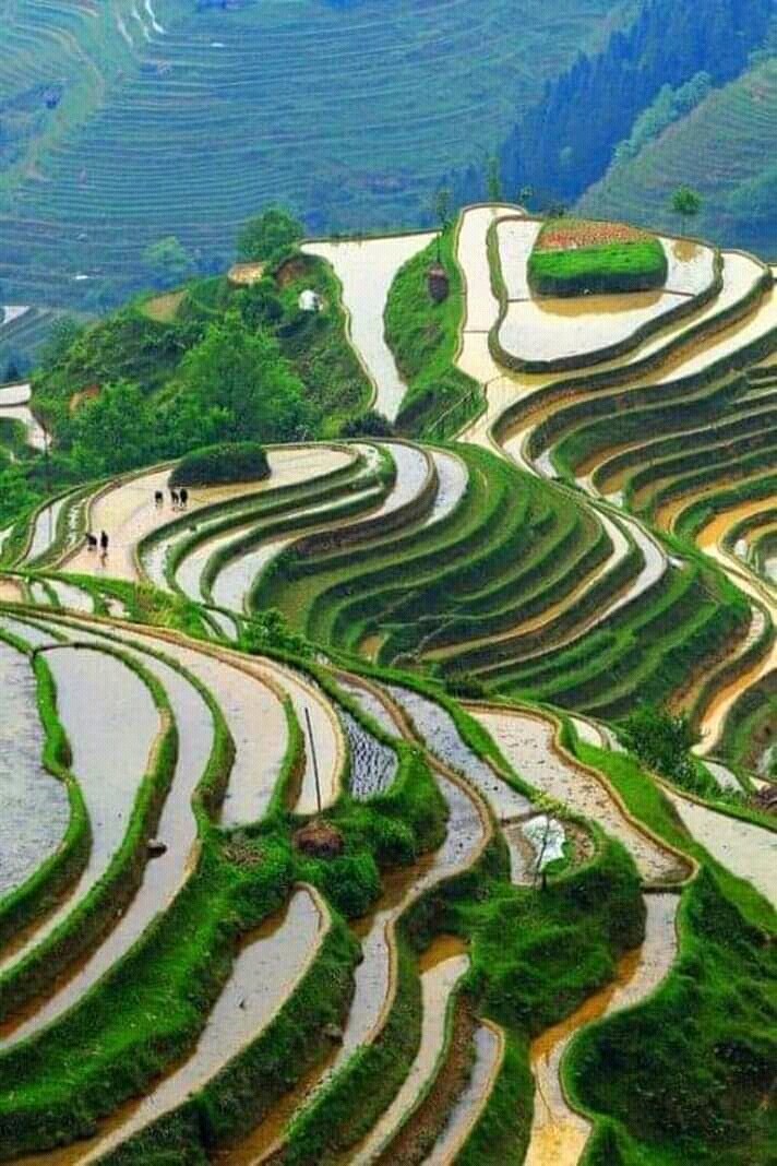 Amazing rice fields