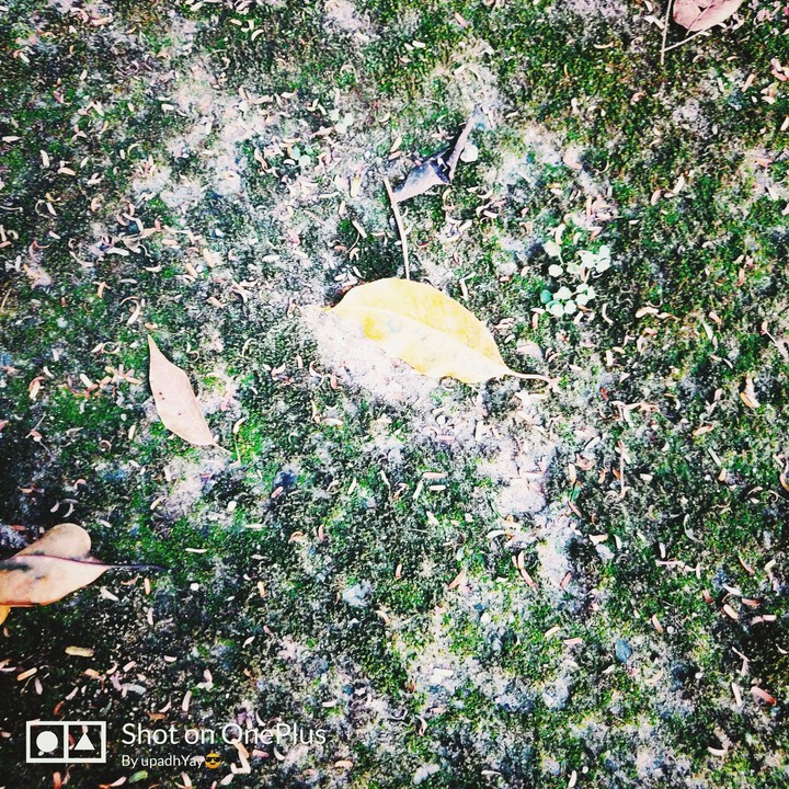 nature